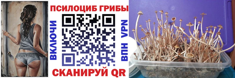 Галлюциногенные грибы Psilocybine cubensis Купить Оханск